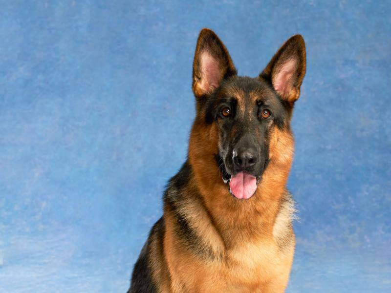 German Shepherd