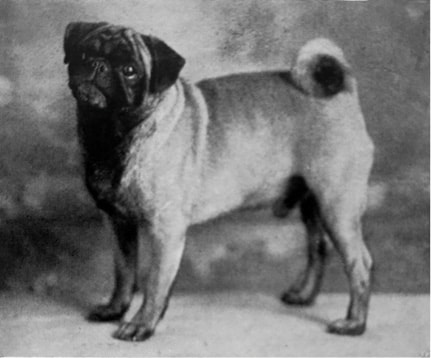 Pug