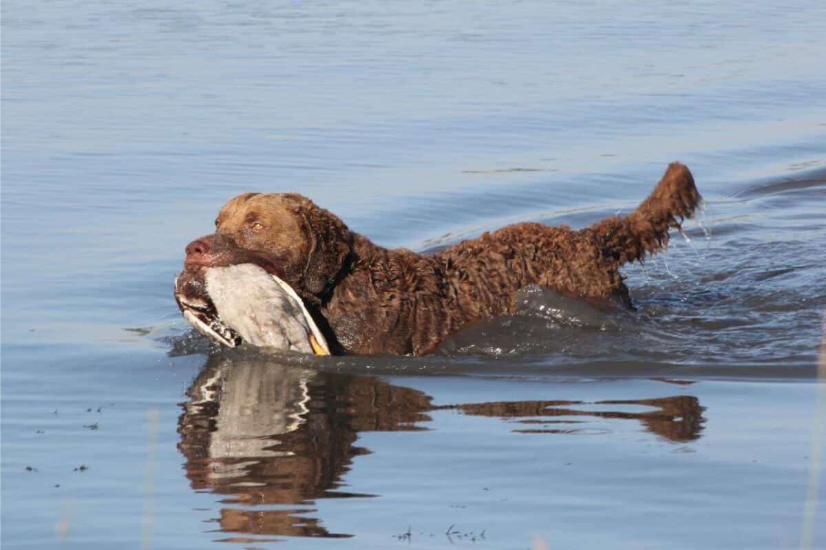 Chesapeake Bay Retriever in the water.