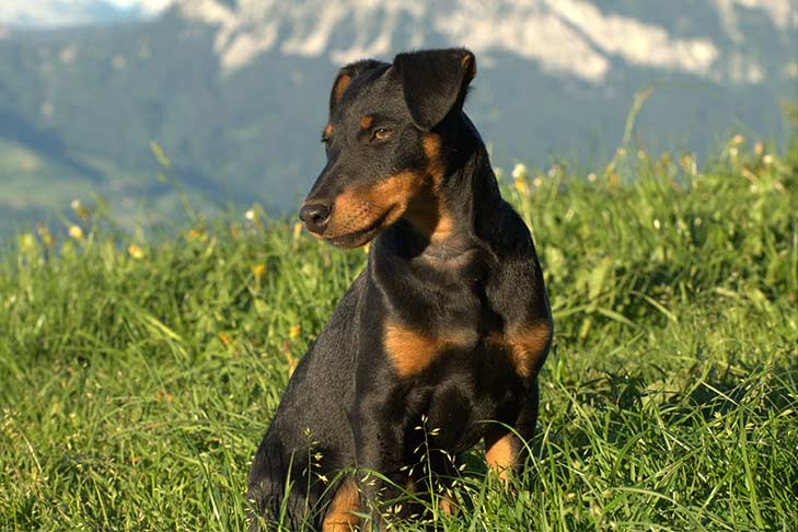 Jagdterrier sitting outside on the grass.