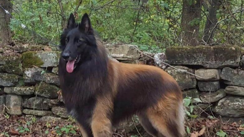 Belgian Tervuren standing sideways.