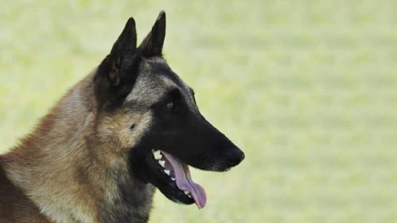 A side photo of Belgian Malinois's head.