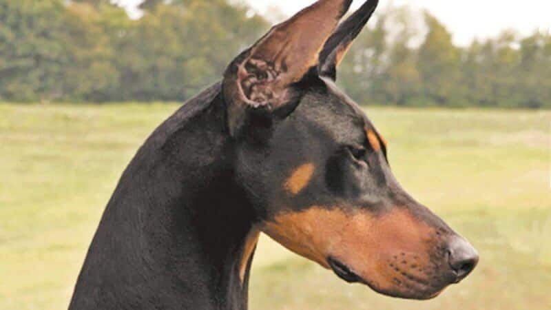 Doberman Pinscher head side photo.
