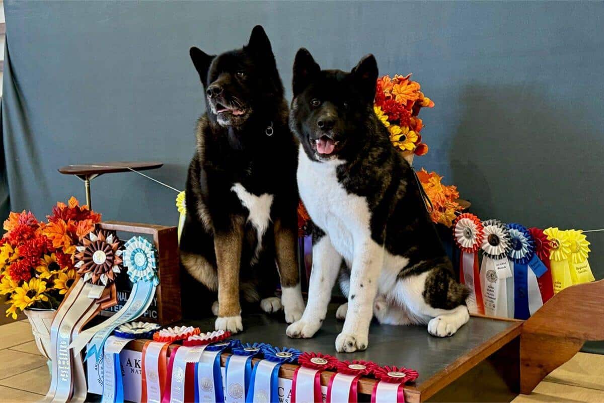 Performance Akitas