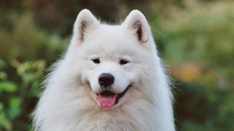 Photo of Samoyed's head.