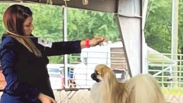 Marybeth Acker | MacIain Tibetan Spaniels