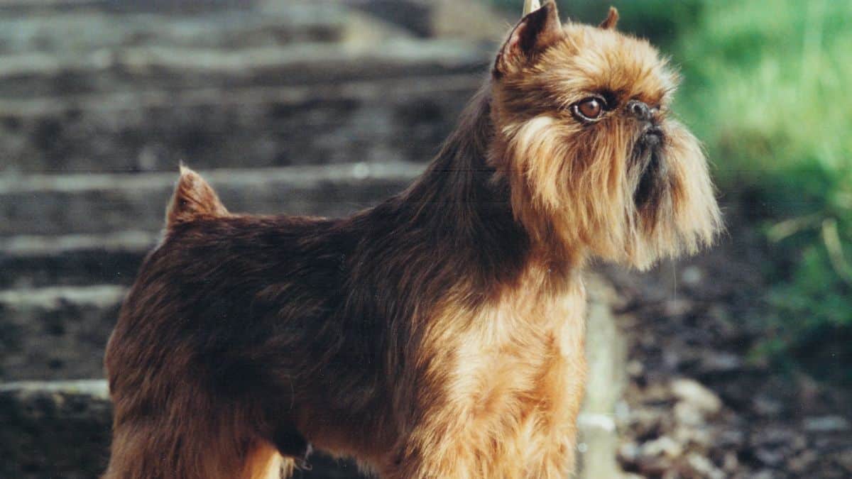 Side photo of a purebred Brussels Griffon.
