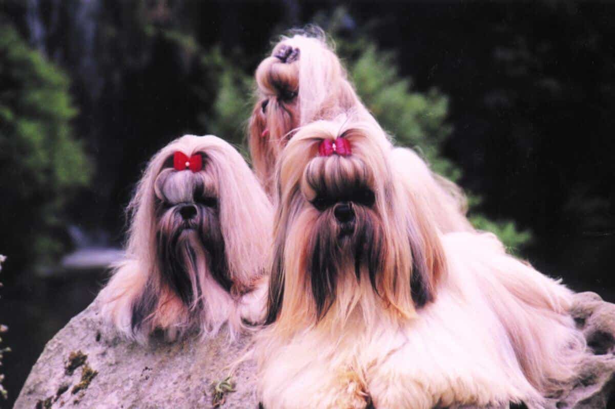 Shih Tzu dogs sitting on a rock.