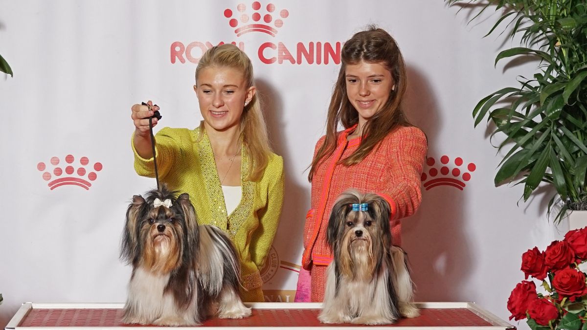 Juniors showing their Toy dogs at a Junior Showmanship competition.