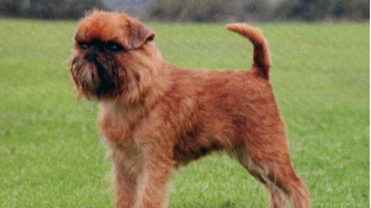 Brussels Griffon dog standing outside on the grass.