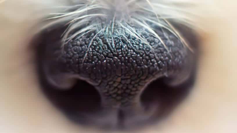 Dog's nose