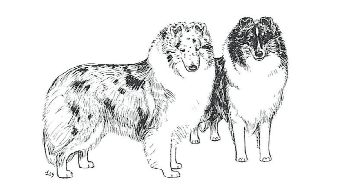 Judging the Shetland Sheepdog
