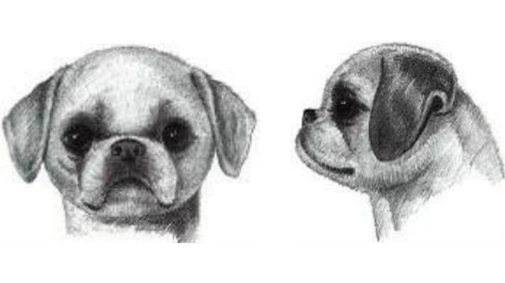 Illustrations of Shih Tzu's head.