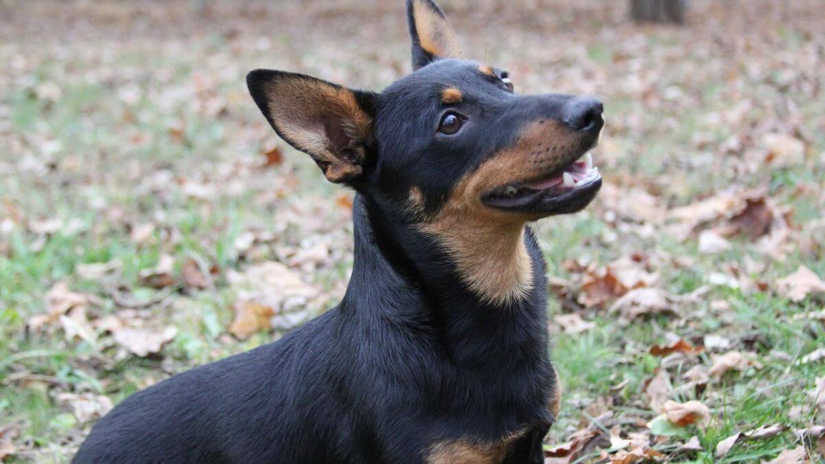 Lancashire Heeler Dog