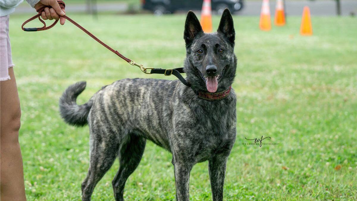 Short-hair Dutch Shepherd