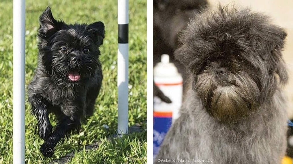 Two Affenpinscher dogs.