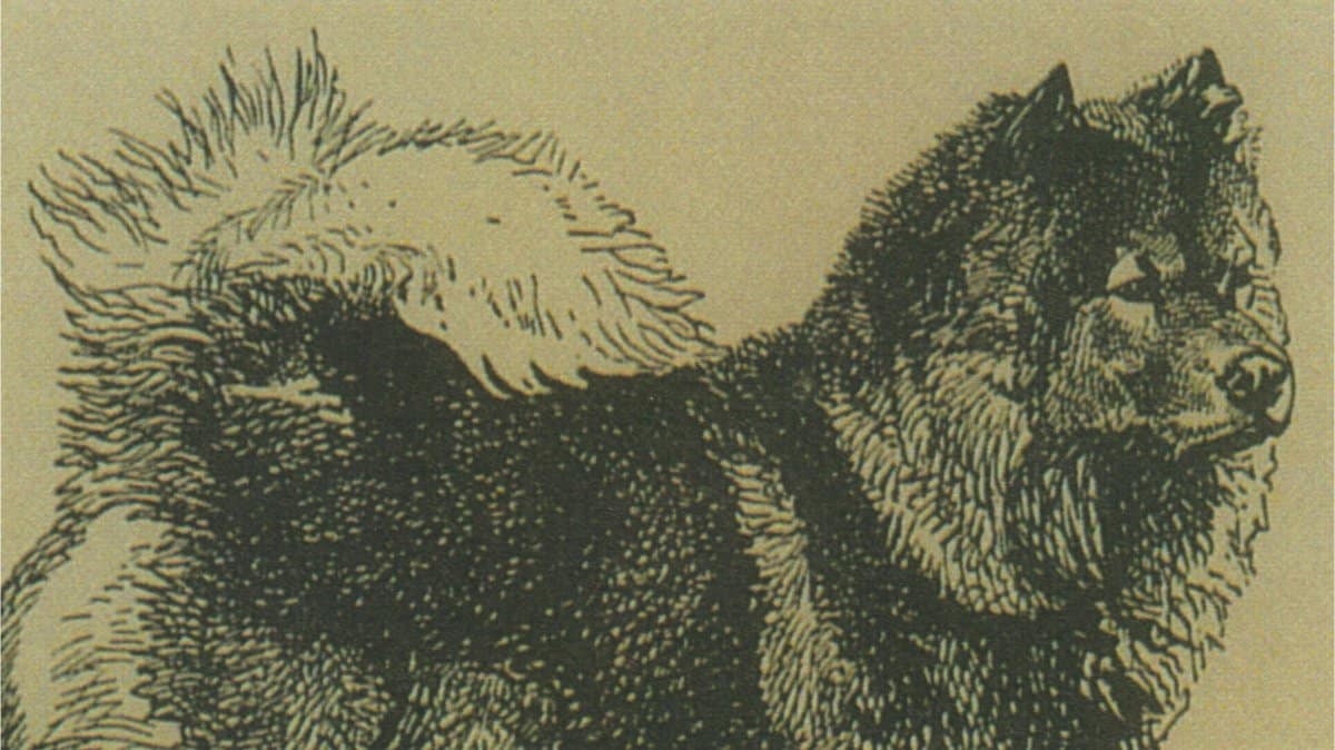 CH Chow VIII, upon which the first Standard was based on around 1890; less than 40 lbs. and unapproachable. Owner: Mrs. Faber