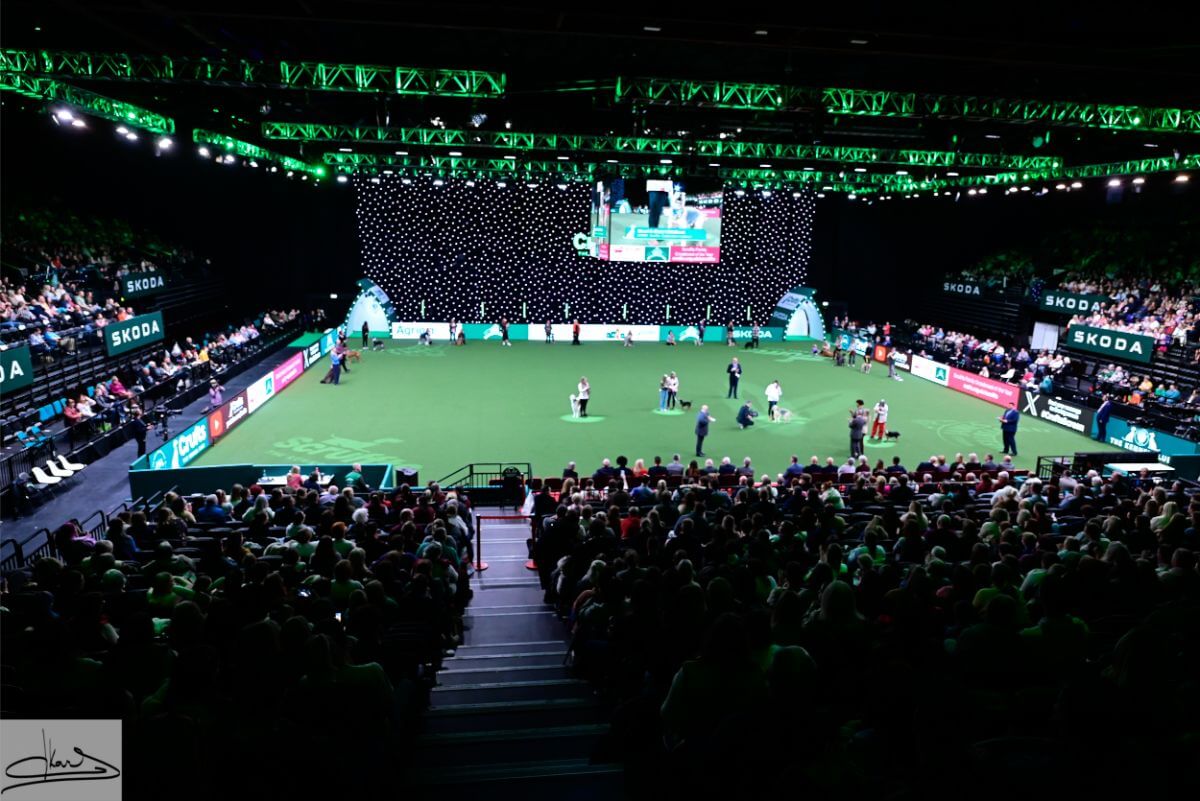 Crufts 2024 dog show ring.