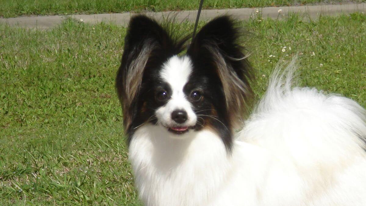 Close up photo of a Papillon dog "Laney" standing outside.