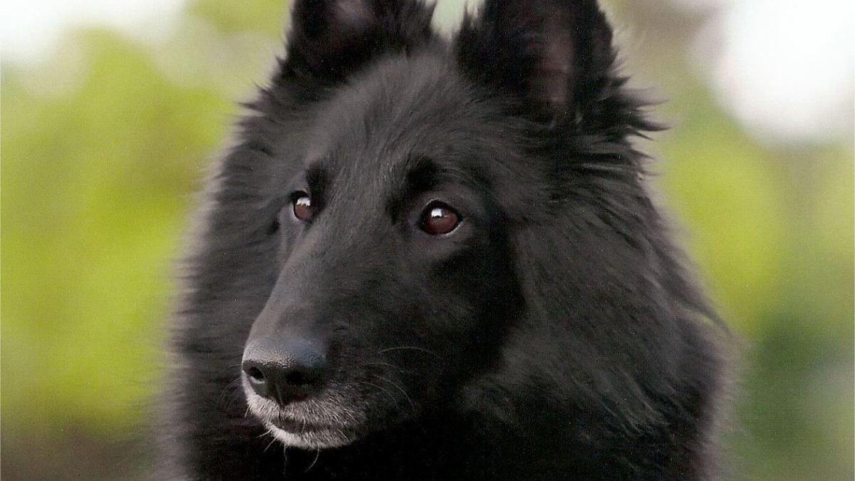 Close-up head photo of a Belgian Sheepdog