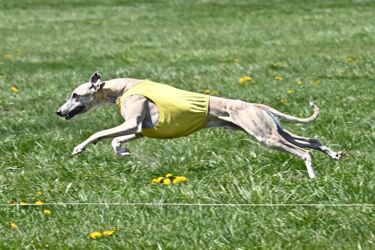 Utah Sighthound Racing and Coursing Club | South Jordan, UT