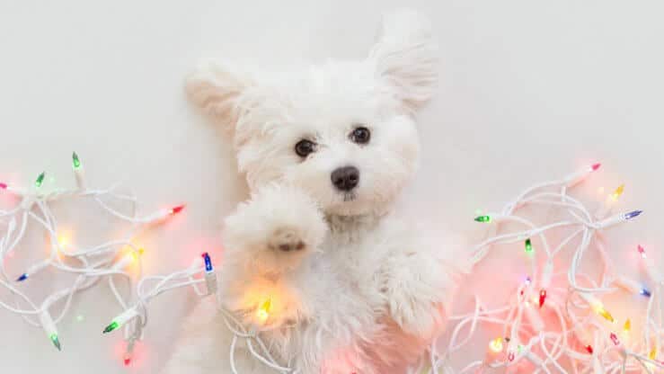 Small dog lying on the ground, studio photo.