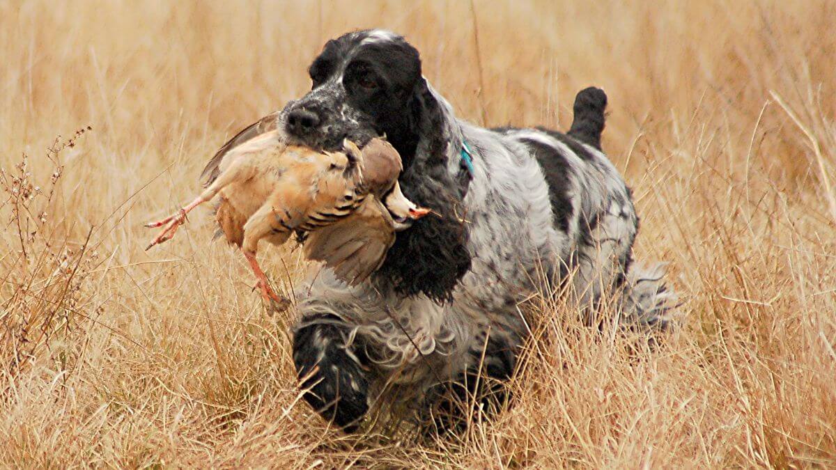 English Cocker Spaniel holding quail in its mouth, outside in the field.