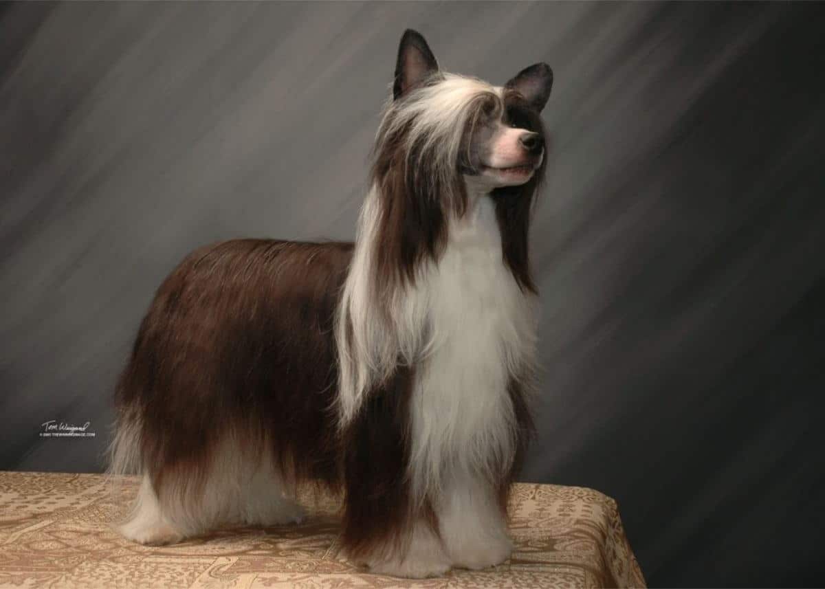 Chinese Crested