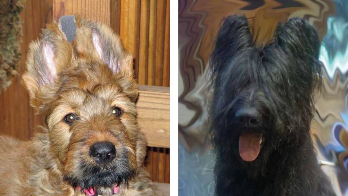 Combined photo of Briards.