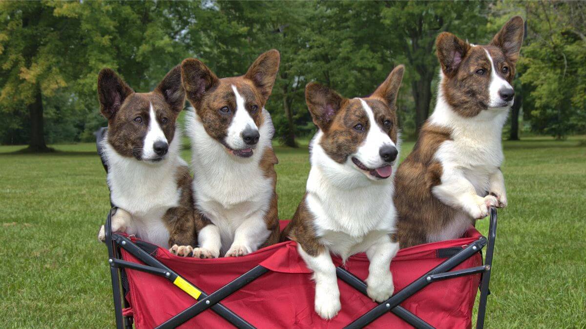 Four Cardigan Welsh Corgis sitting in a red chair.