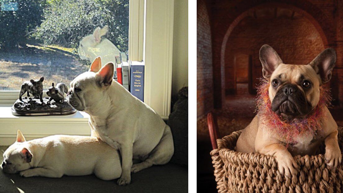 French Bulldogs, combined photo.