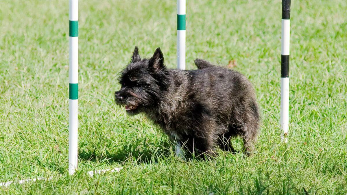 Cairn Terrier "Mac" in the weavepoles in Masters.