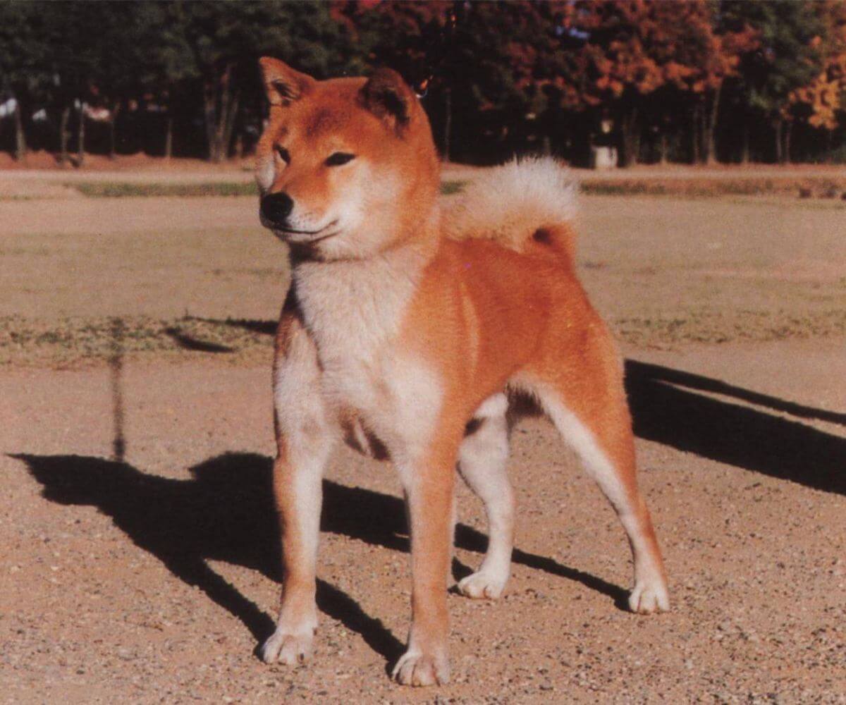 Shiba Inu