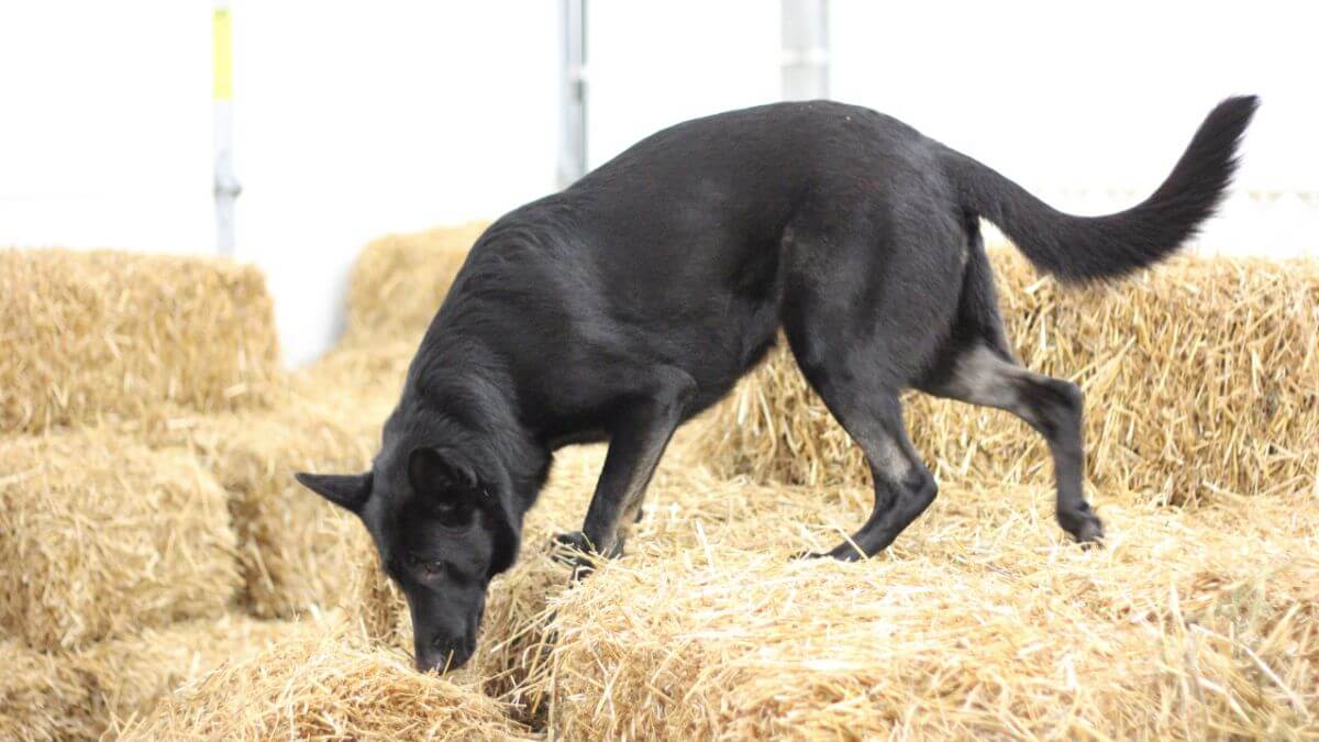 German Shepherd Dog doing Barn Hunt.