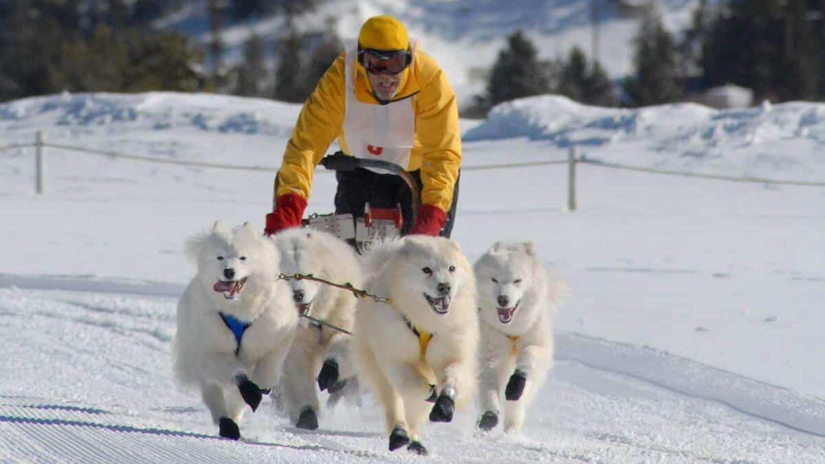 Samoyed Competitive Sledding