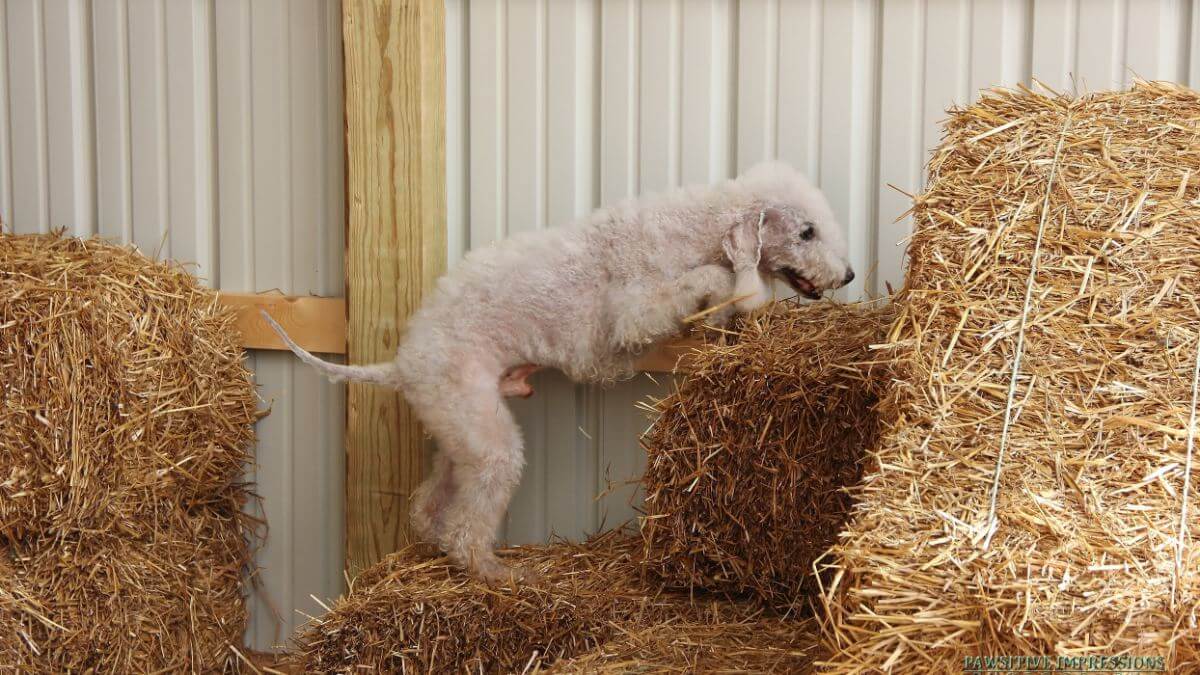Bedlington Terrier