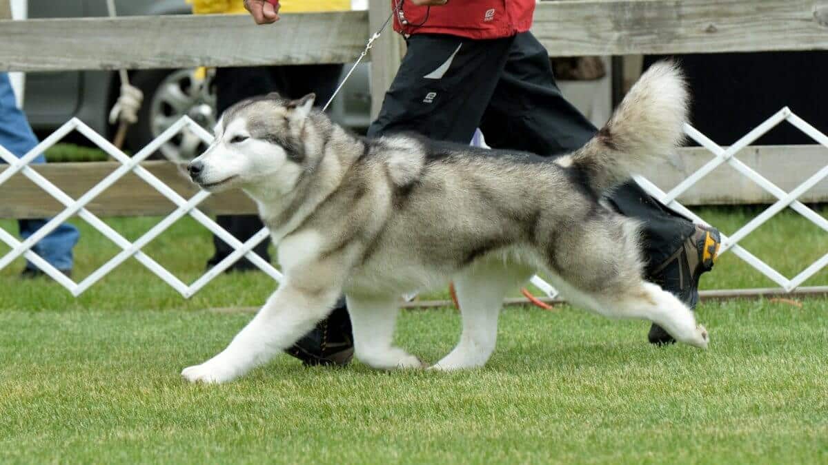 Alaskan Malamute side gait.