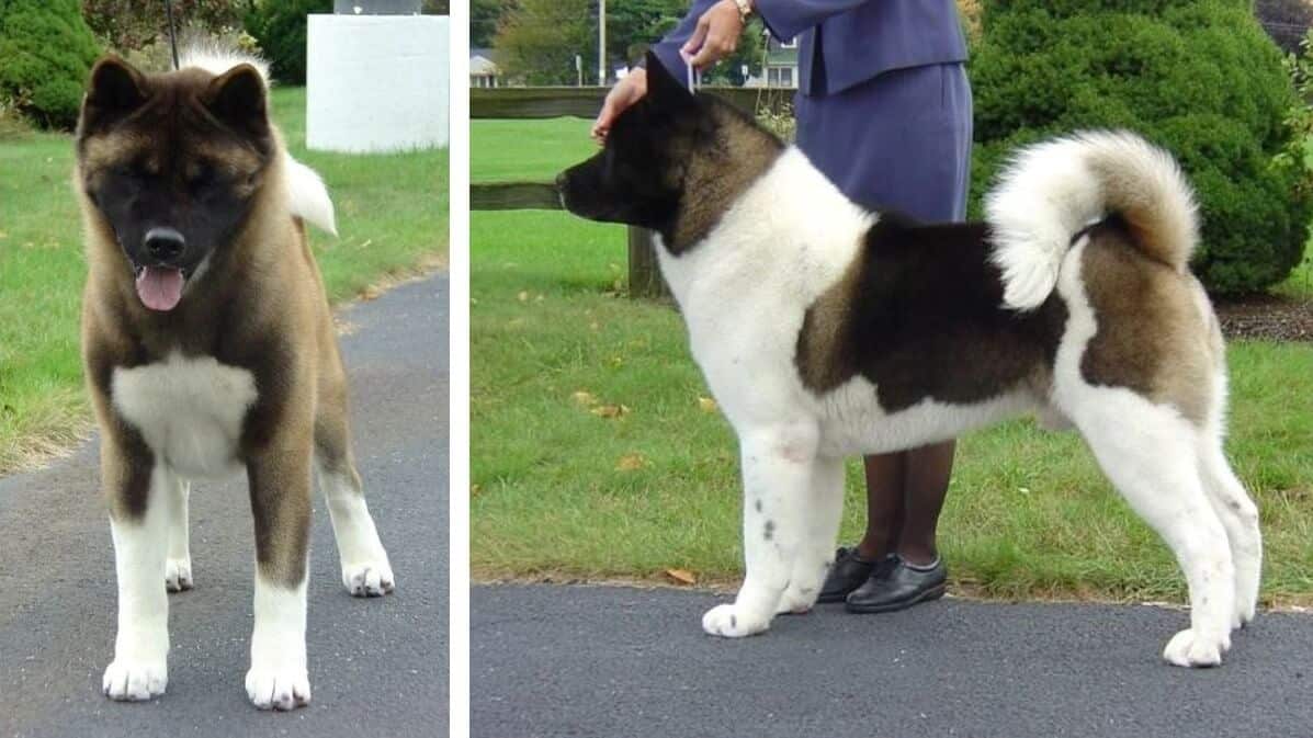 Judging the Akita