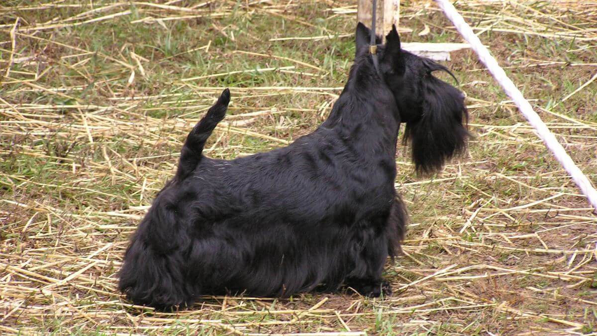 Scottish Terrier