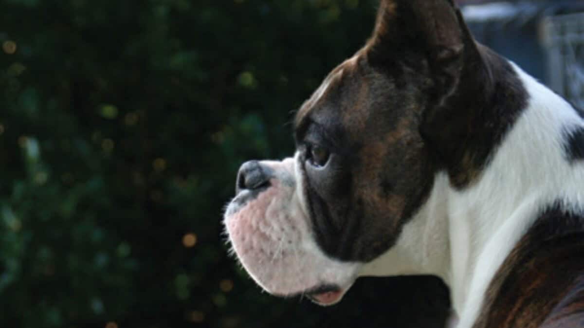 Side profile of Boxer's head