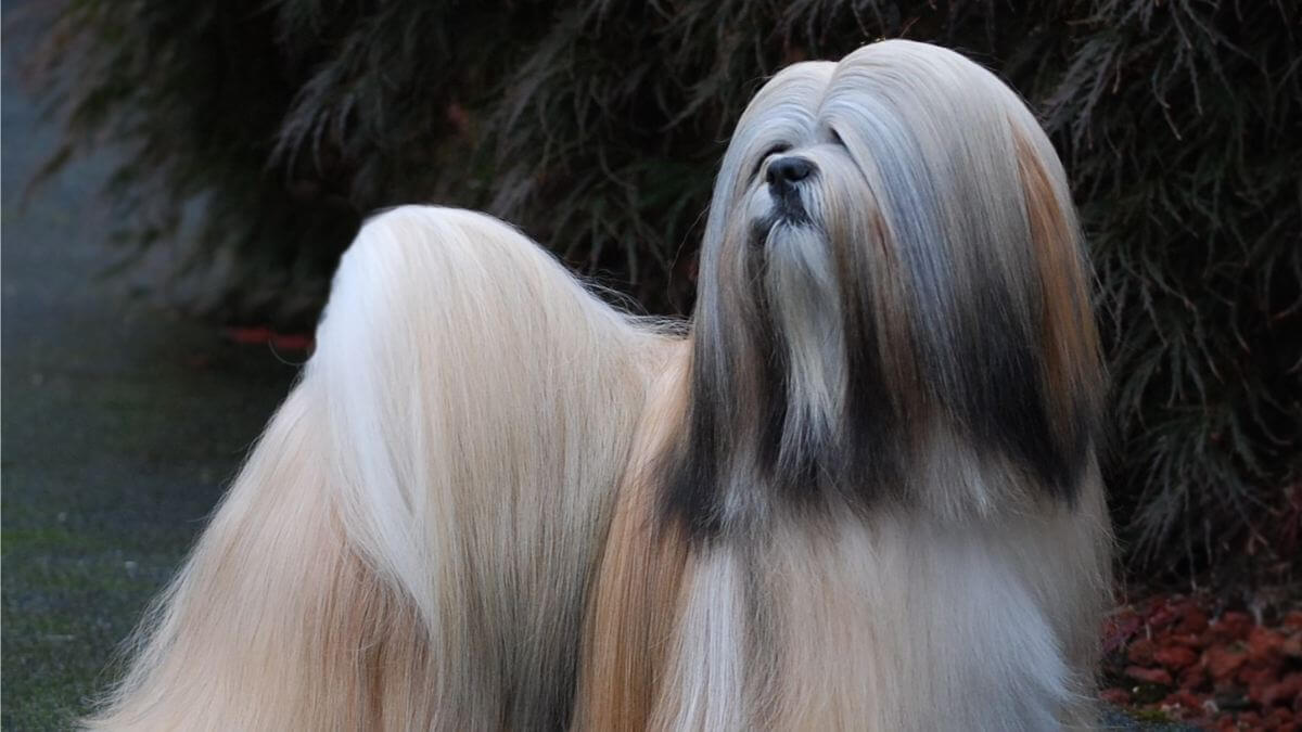 Lhasa Apso