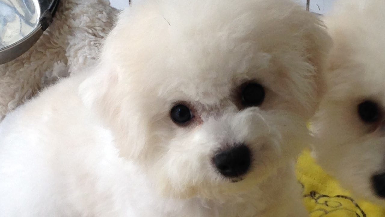 Bichon Frise