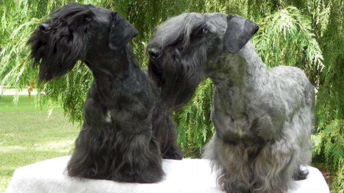 Cesky Terrier