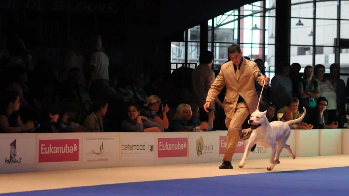 Working dog dogo argentino at a dog show with its handler.