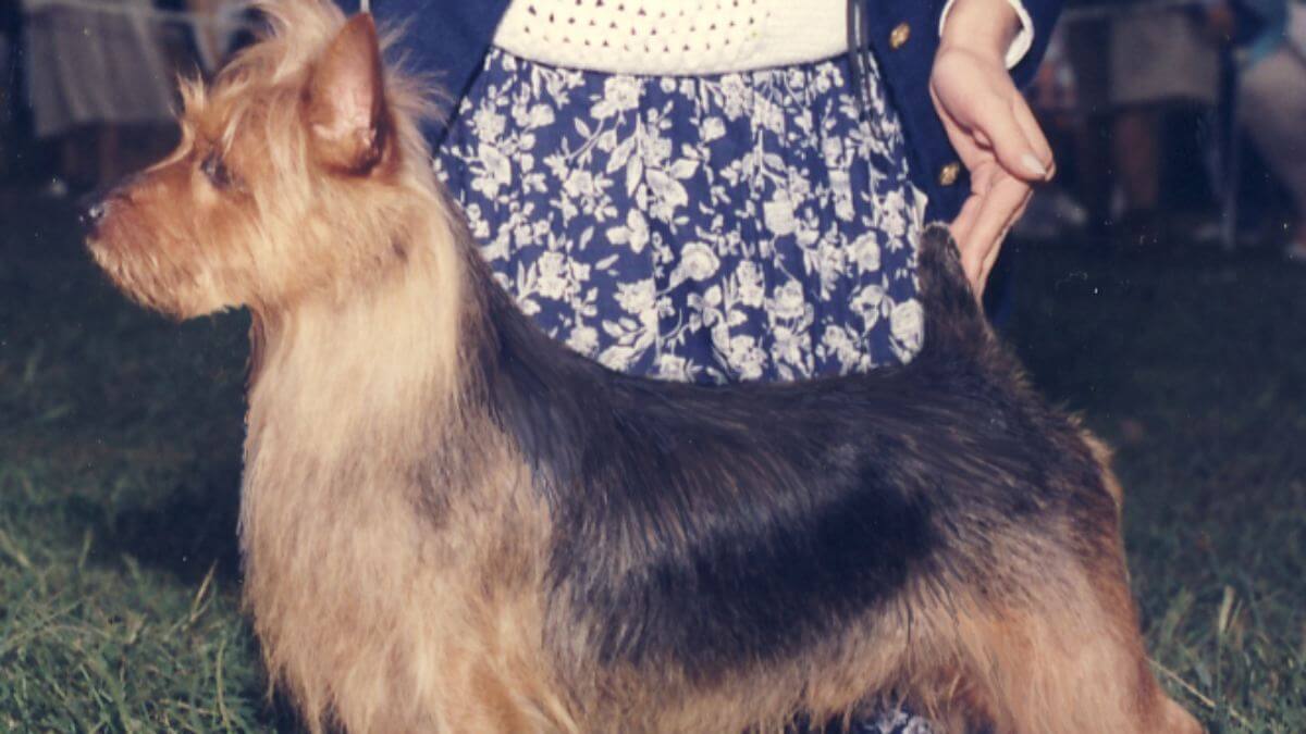 Australian Terrier stacked, side photo