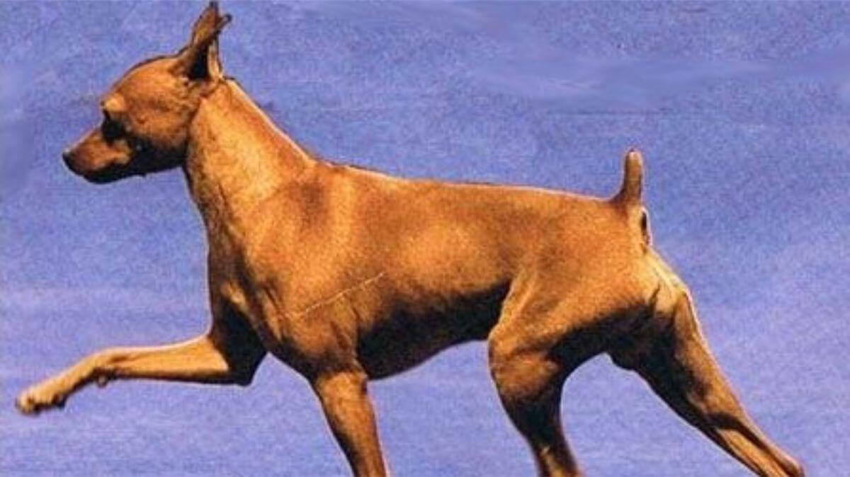 Miniature Pinscher