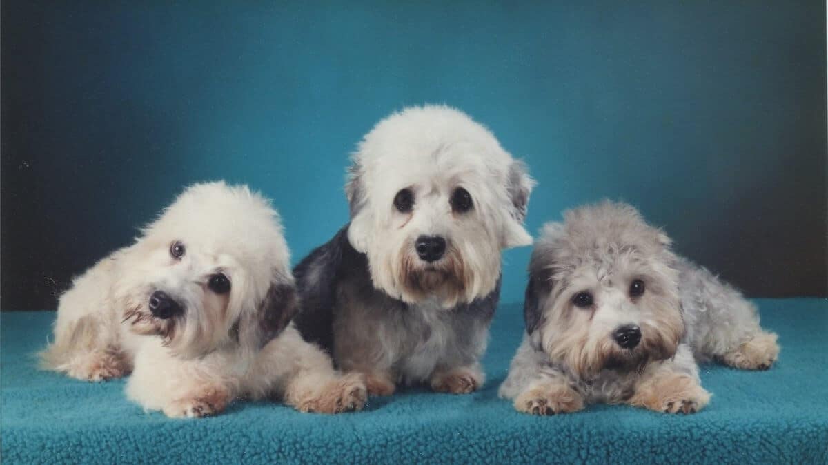 Dandie Dinmont
