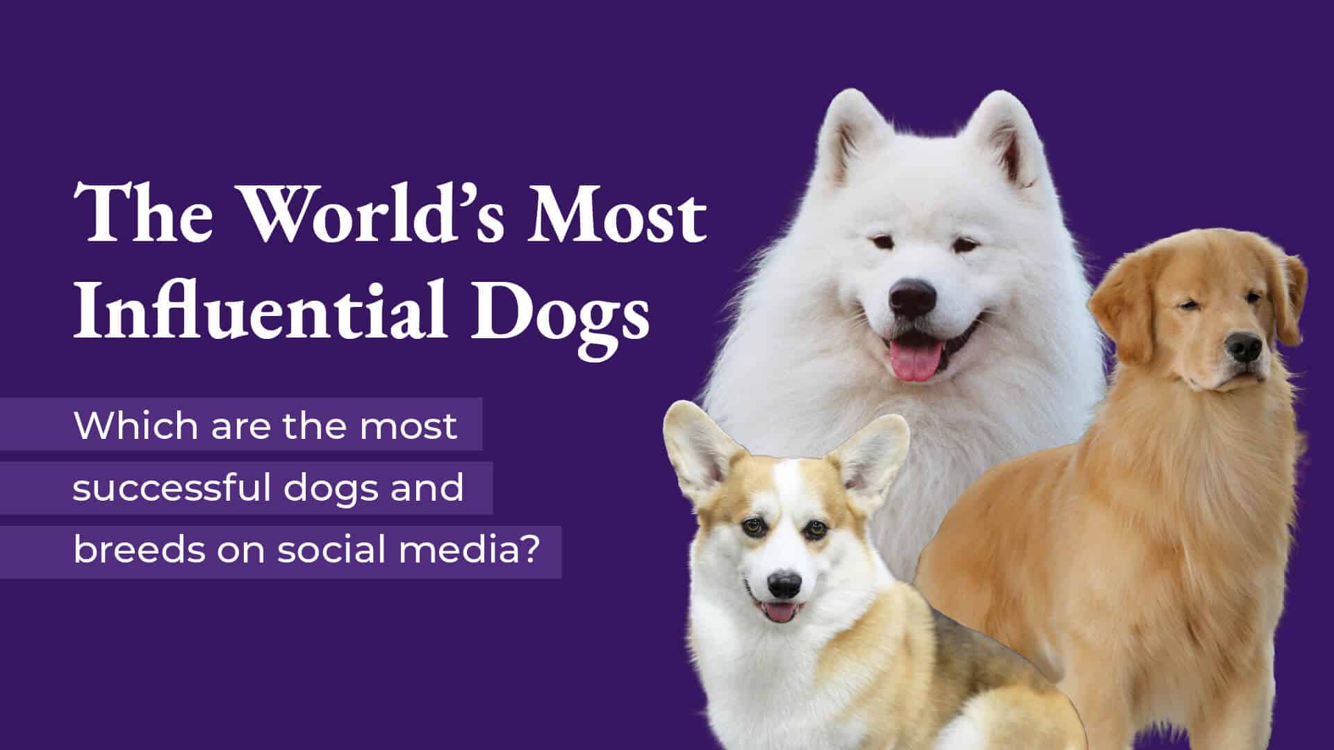 The World’s Most Influential Dogs: Which are the most successful dogs and breeds on social media?