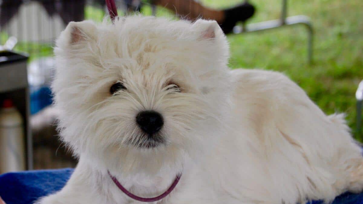 Pioneer Valley Kennel Club 2024 Dog Show