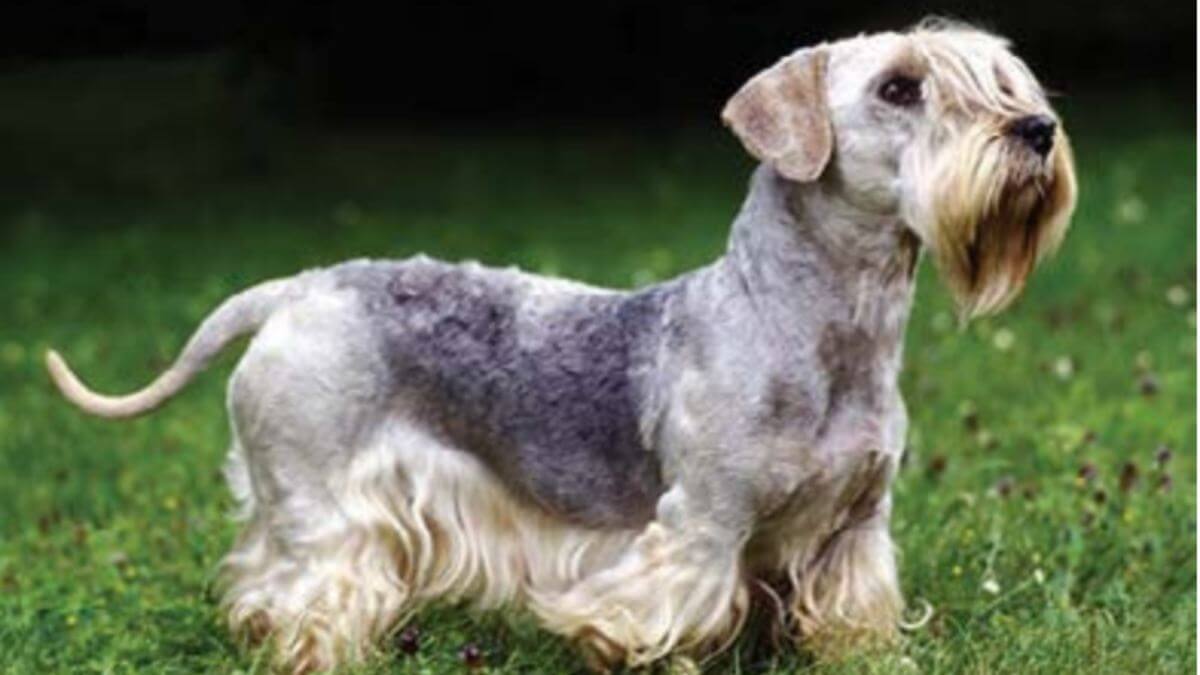 Cesky Terrier outside in the yard.